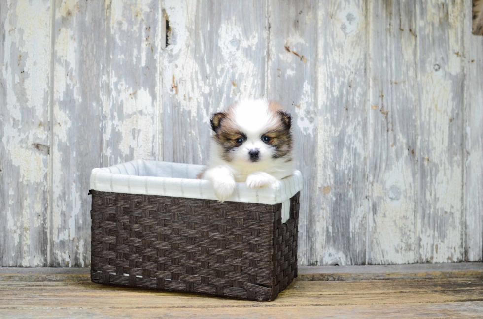 Pomeranian Pup Being Cute