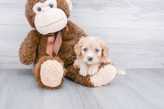 Fluffy Cavapoo Poodle Mix Pup