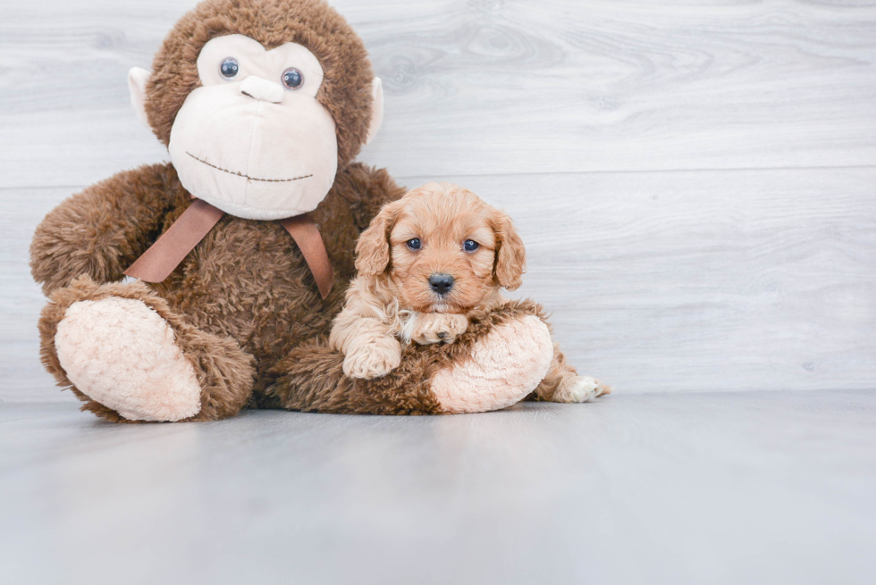 Cavapoo Puppy for Adoption