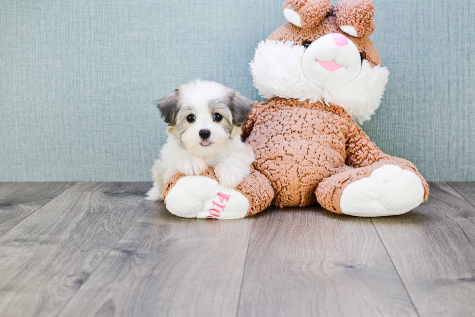 Funny Havanese Purebred Pup