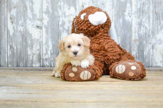 Maltipoo Puppy for Adoption