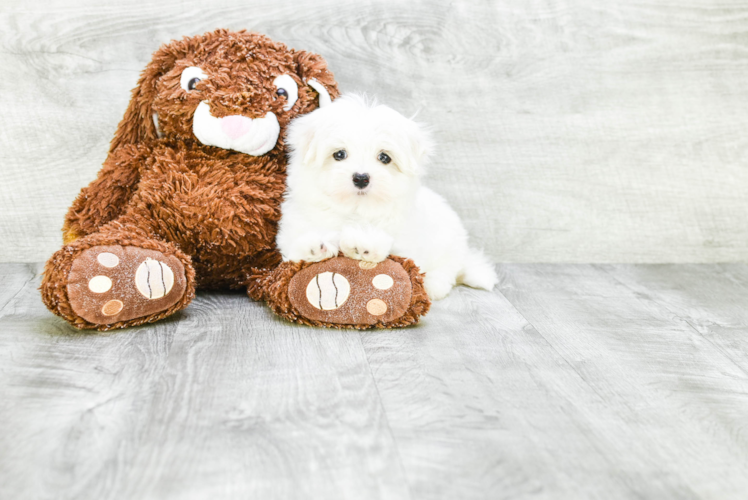 Little Maltese Purebred Pup