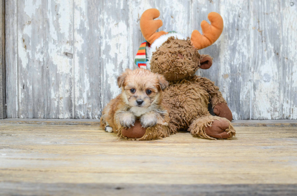 Best Morkie Baby