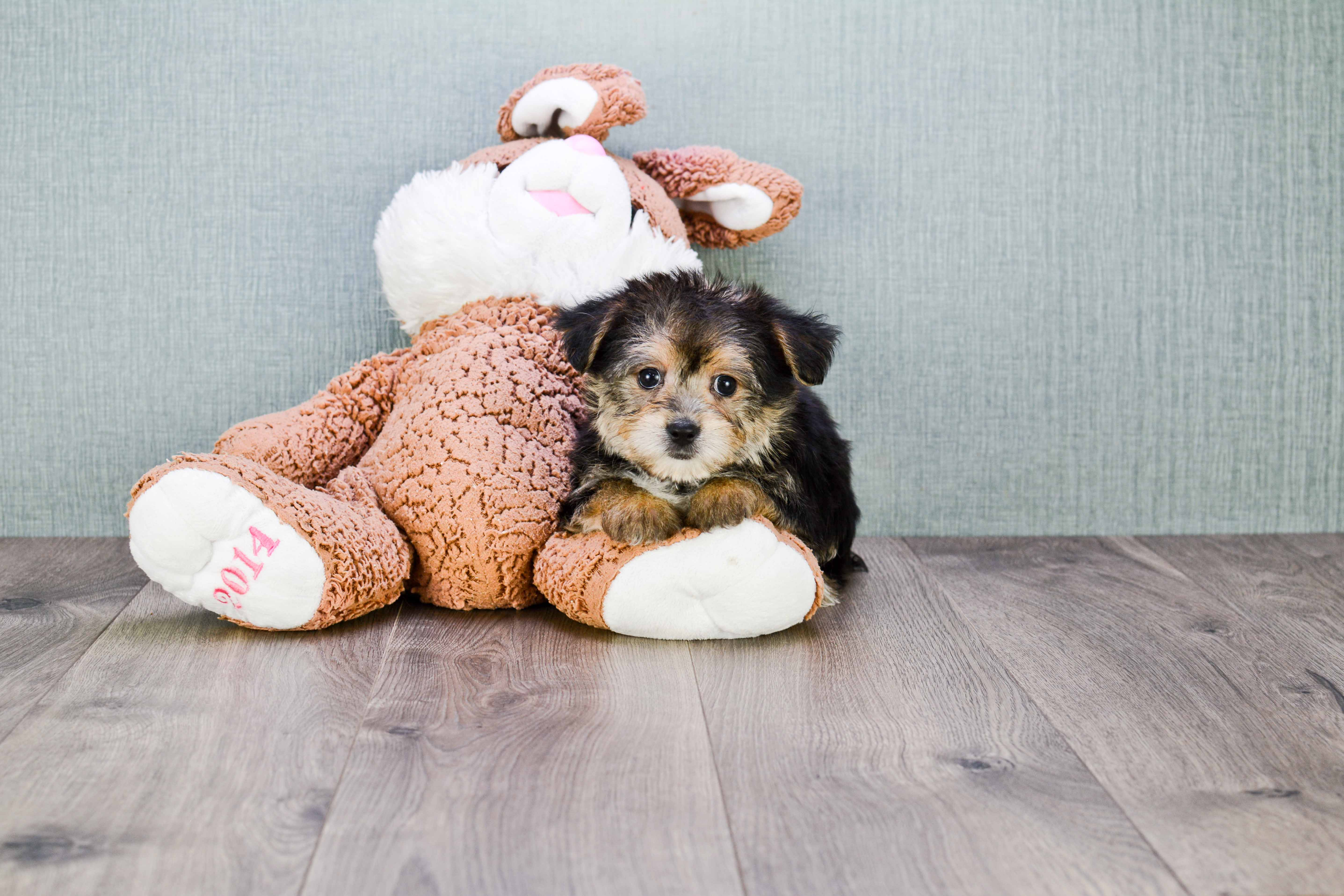 Energetic Yorkie Designer Puppy