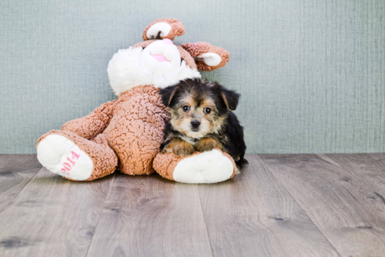 Energetic Yorkie Designer Puppy