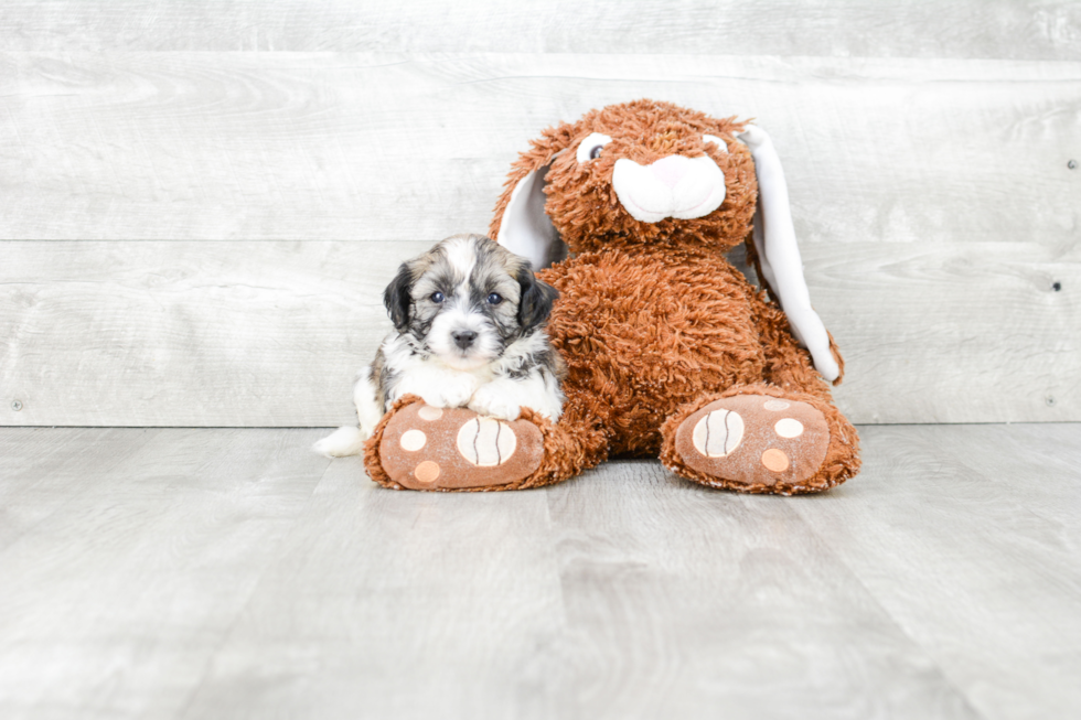 Best Havanese Baby