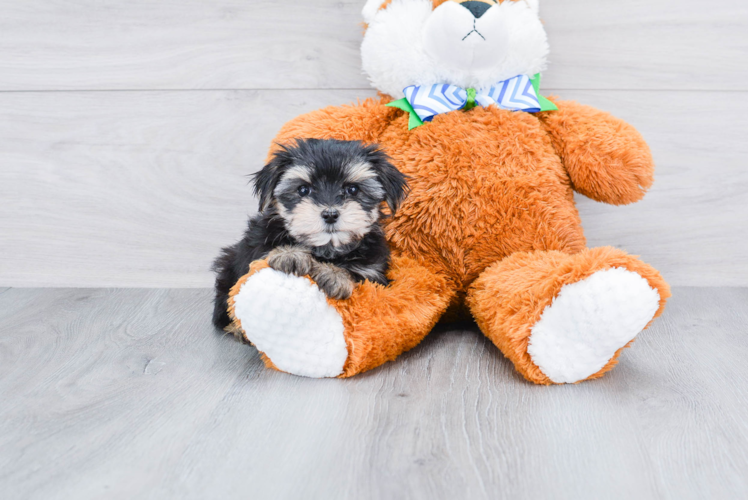 Morkie Pup Being Cute