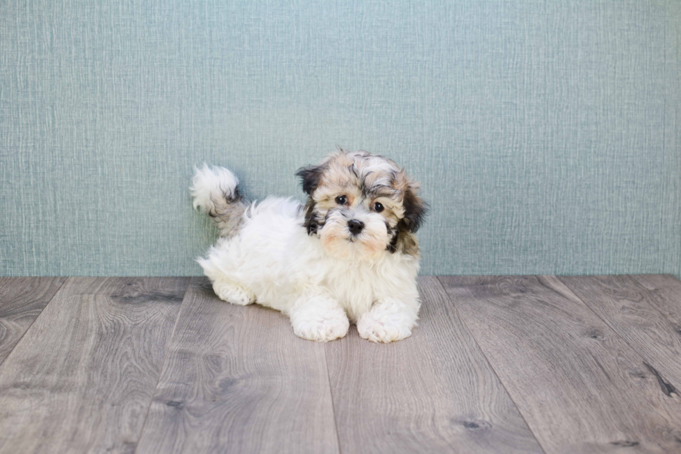 Best Havanese Baby