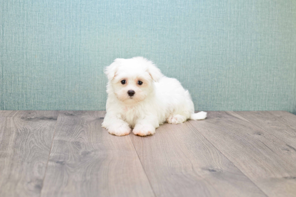 Energetic Maltese Purebred Puppy