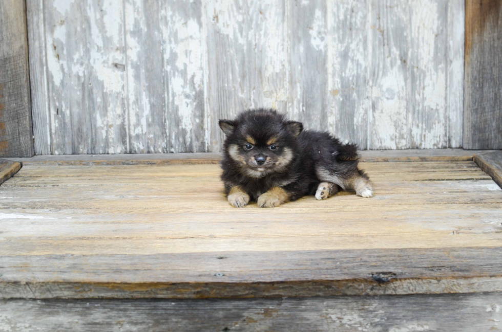 Best Pomeranian Baby