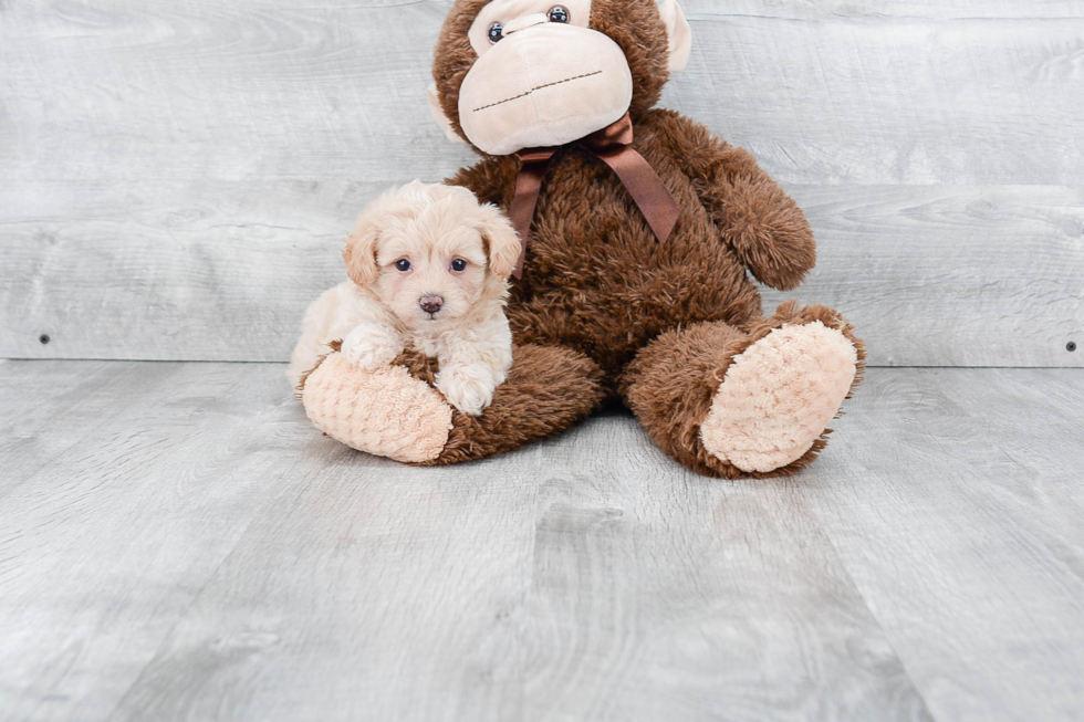 Maltipoo Puppy for Adoption