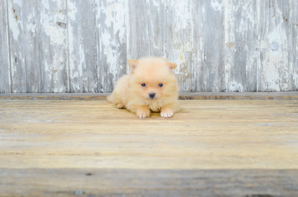 Playful Pomeranian Baby