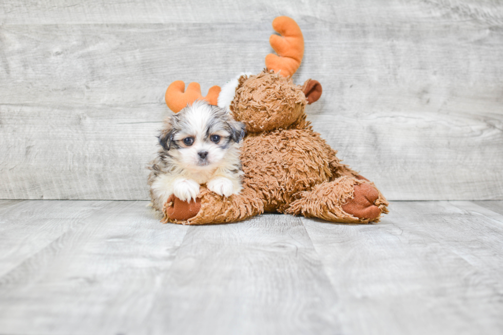 Teddy Bear Pup Being Cute