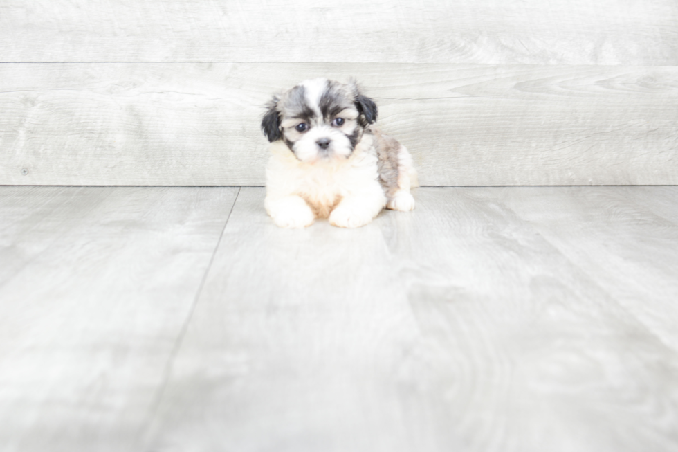 Best Teddy Bear Baby