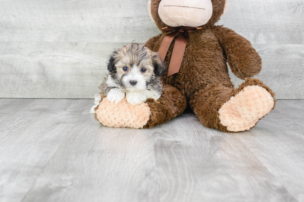 Maltipoo Pup Being Cute