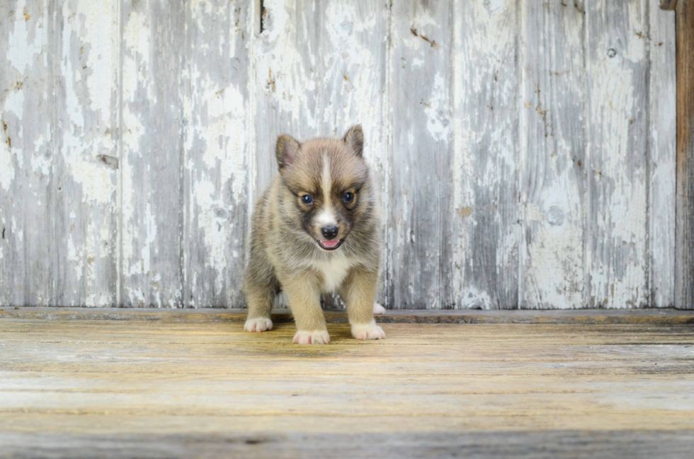 Best Pomsky Baby