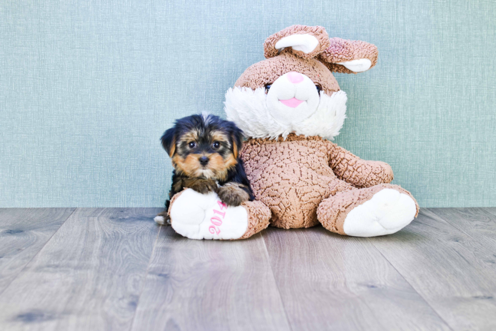 Meet Zoro - our Yorkshire Terrier Puppy Photo 