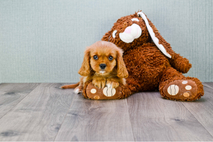 Energetic Cavalier King Charles Spaniel Purebred Puppy