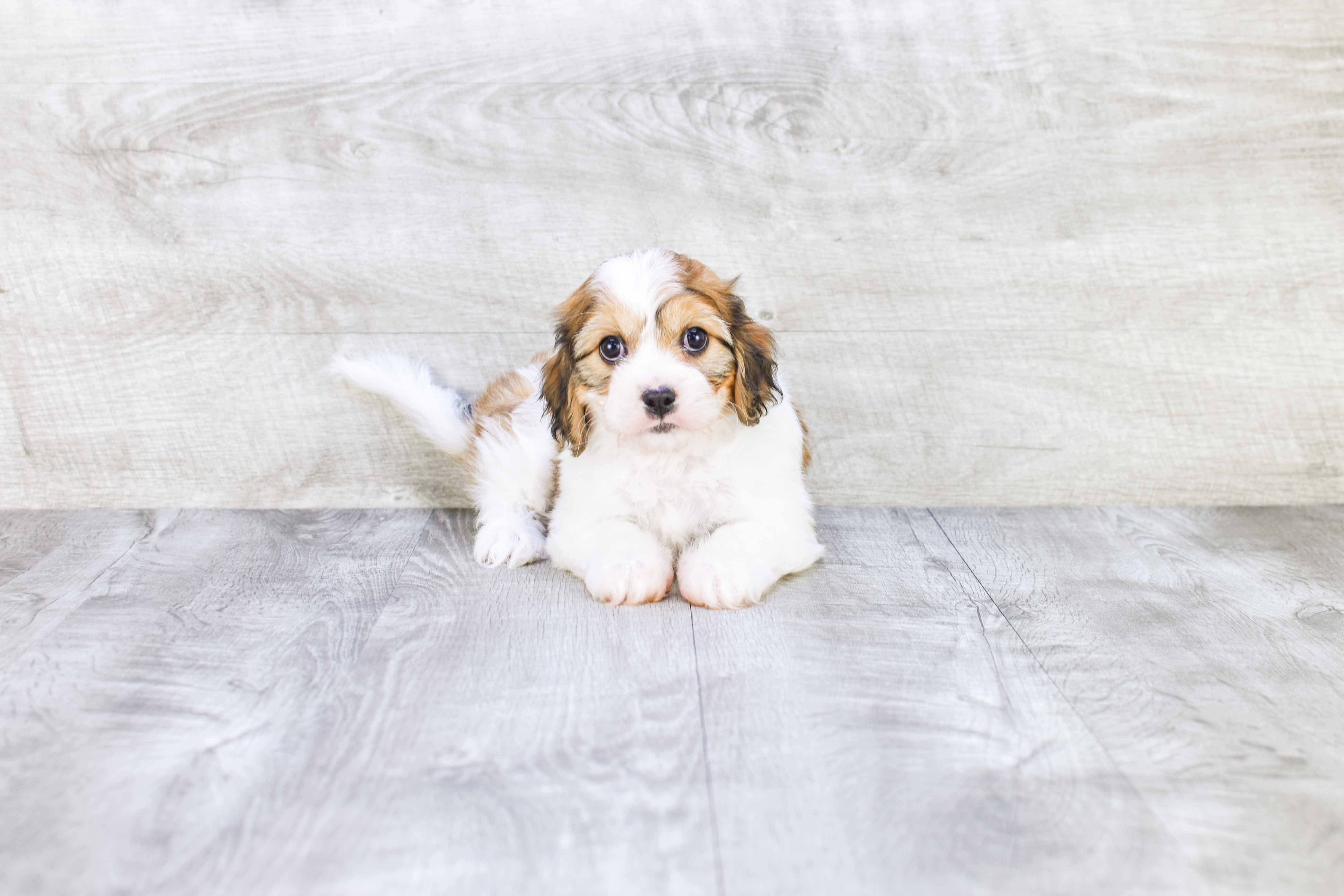 Happy Cavachon Baby