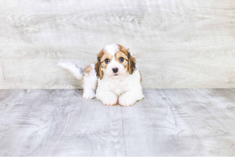 Happy Cavachon Baby