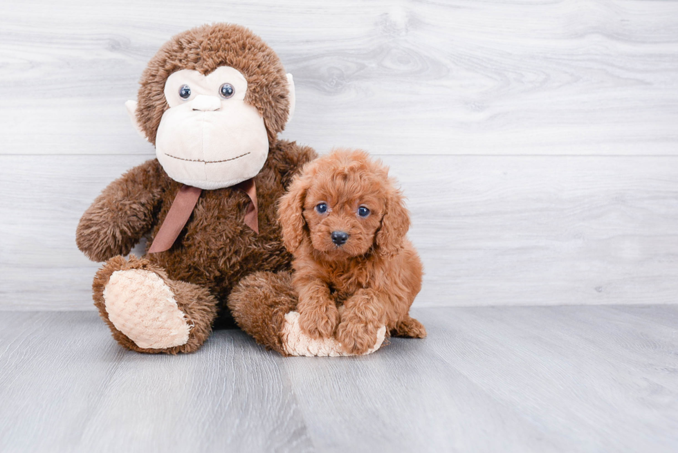 Best Cavapoo Baby