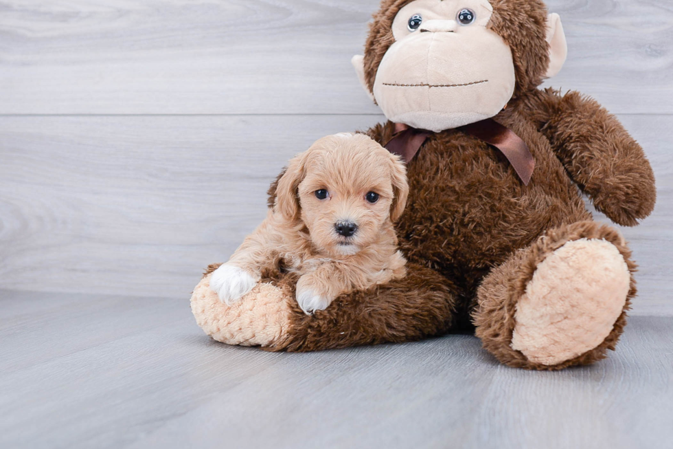 Small Maltipoo Baby