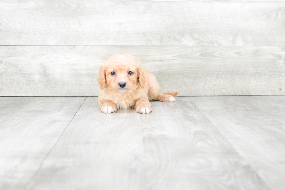 Little Cavoodle Poodle Mix Puppy