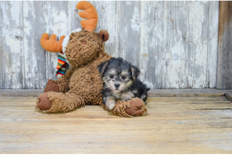 Hypoallergenic Yorkie Designer Puppy