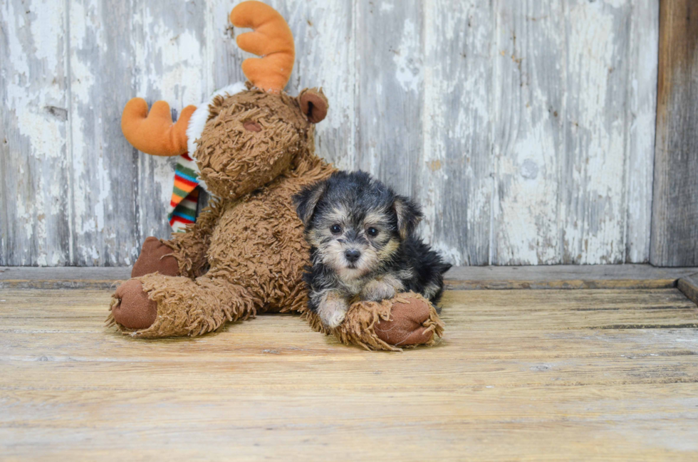 Hypoallergenic Yorkie Designer Puppy