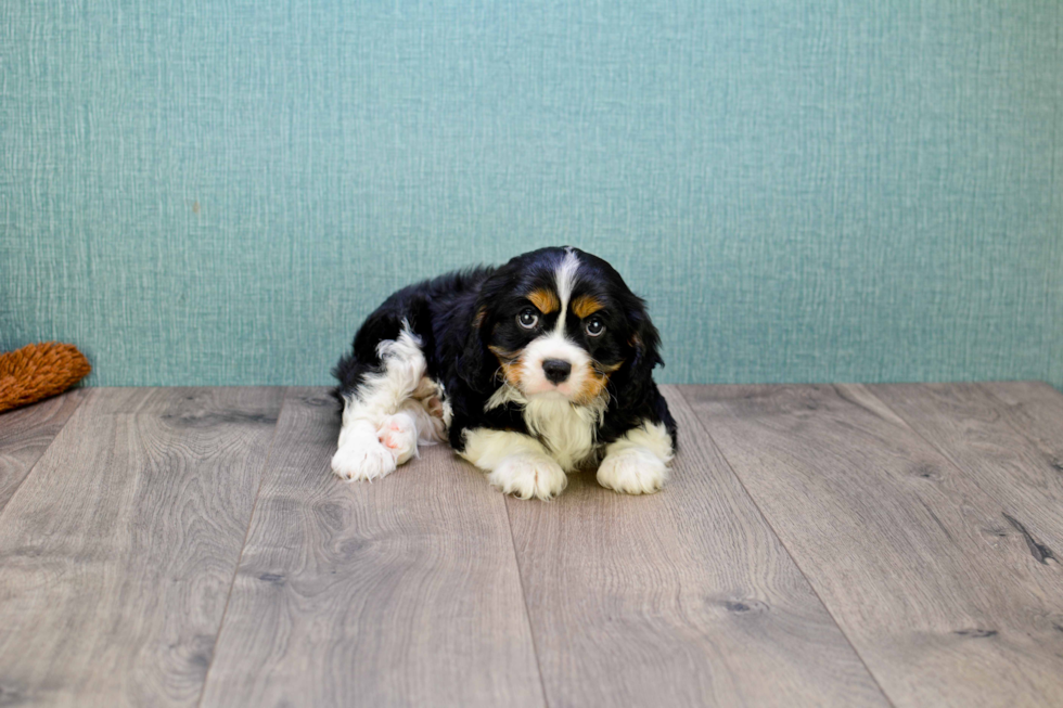 Cavalier King Charles Spaniel Pup Being Cute