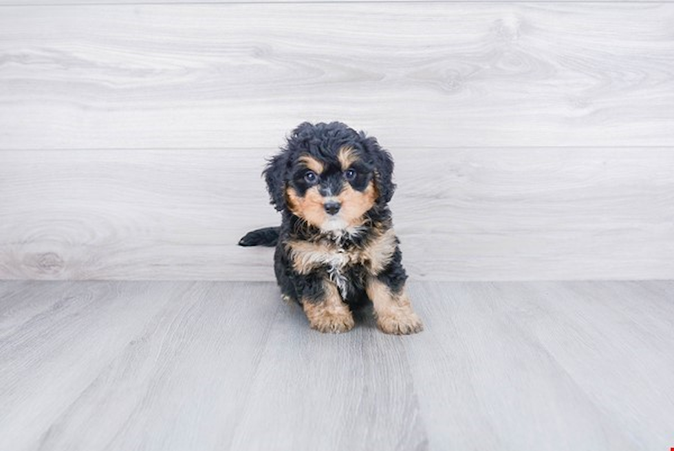 Funny Mini Bernedoodle Poodle Mix Pup