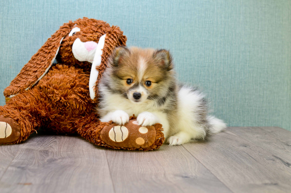 Pomeranian Puppy for Adoption