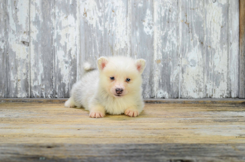 Energetic Mini Husky Designer Puppy