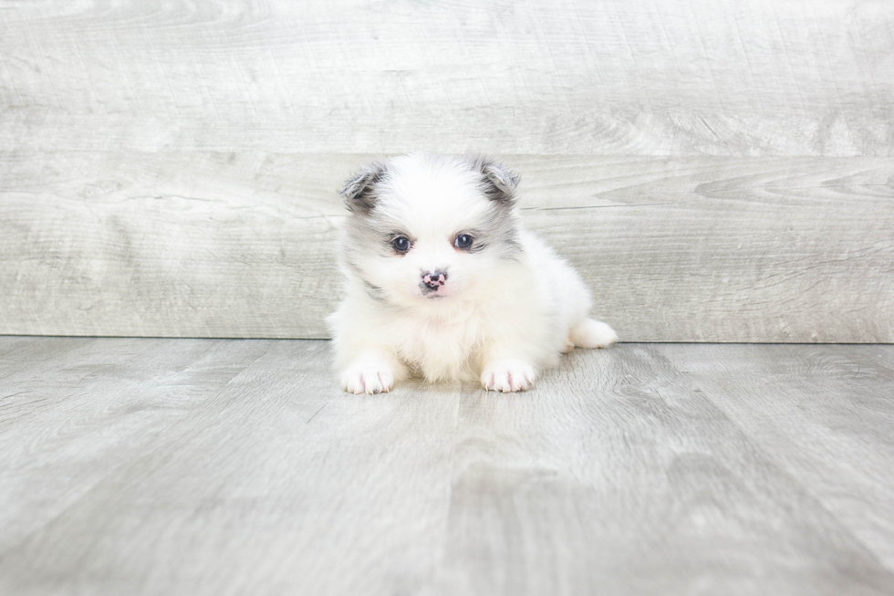 Pomeranian Pup Being Cute