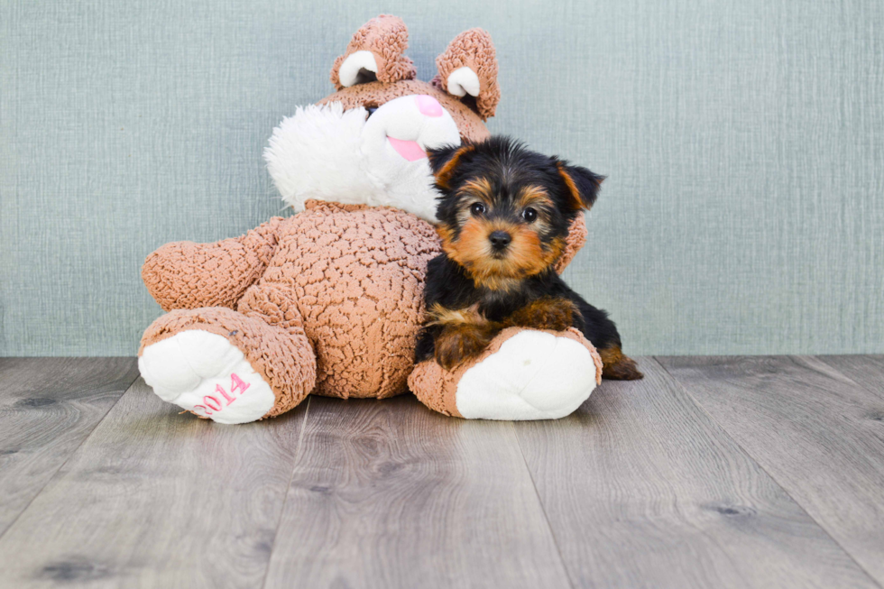 Meet Bella - our Yorkshire Terrier Puppy Photo 