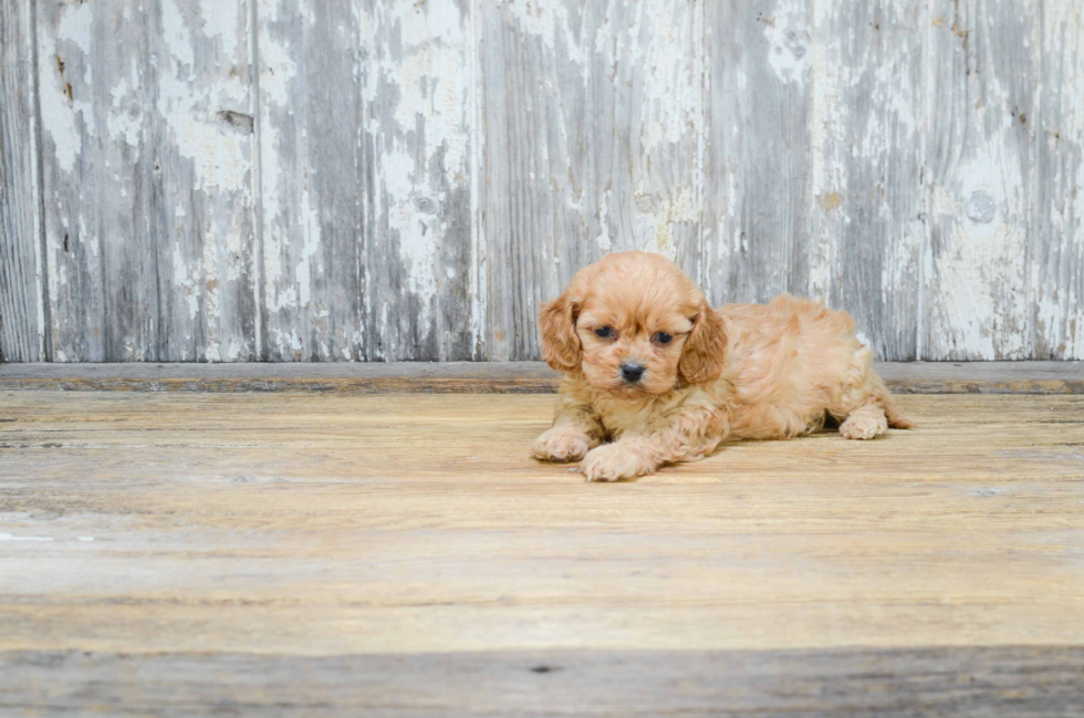 Cavachon Puppy for Adoption