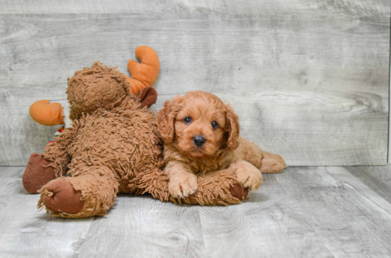 Cavapoo Pup Being Cute