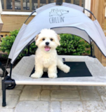 Smart Shih-Tzu Designer Pup