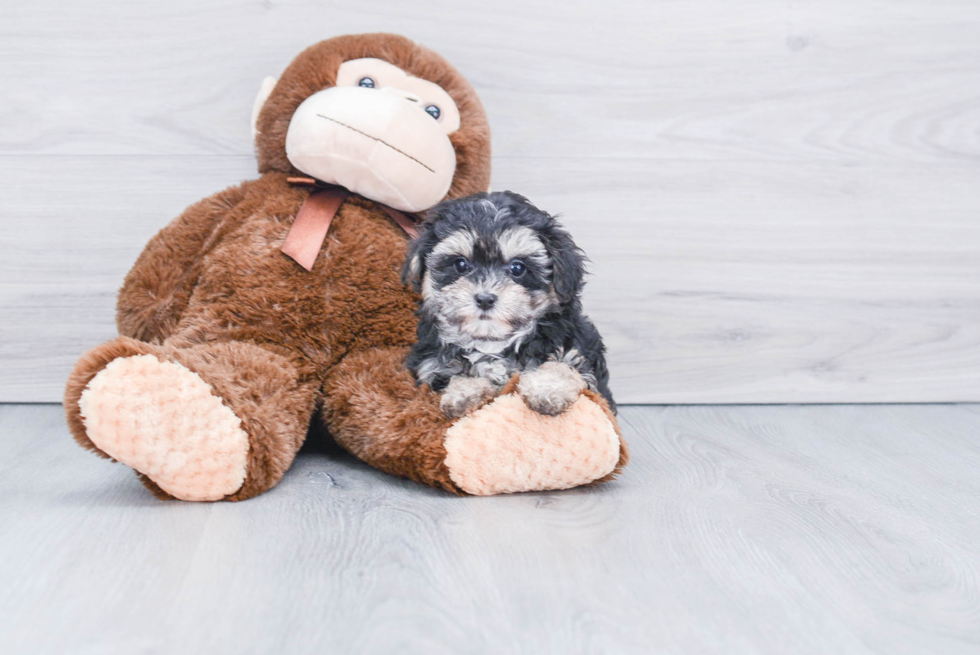 Smart Maltipoo Poodle Mix Pup