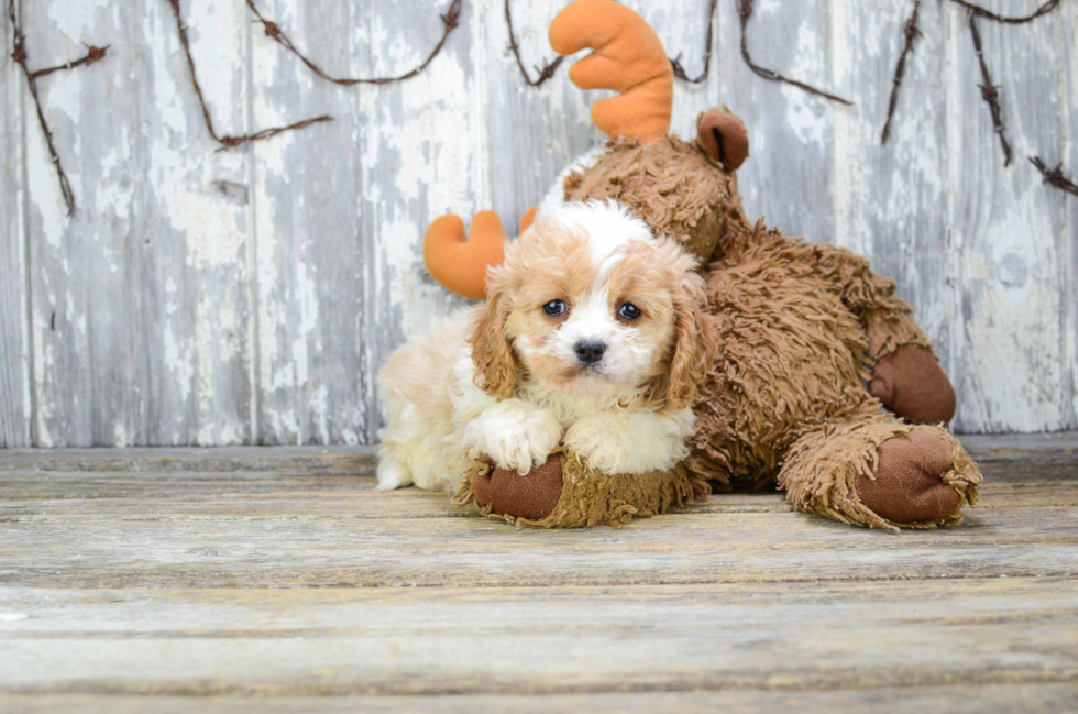 Smart Cavachon Designer Pup