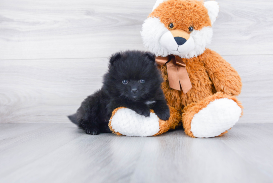 Friendly Pomeranian Baby