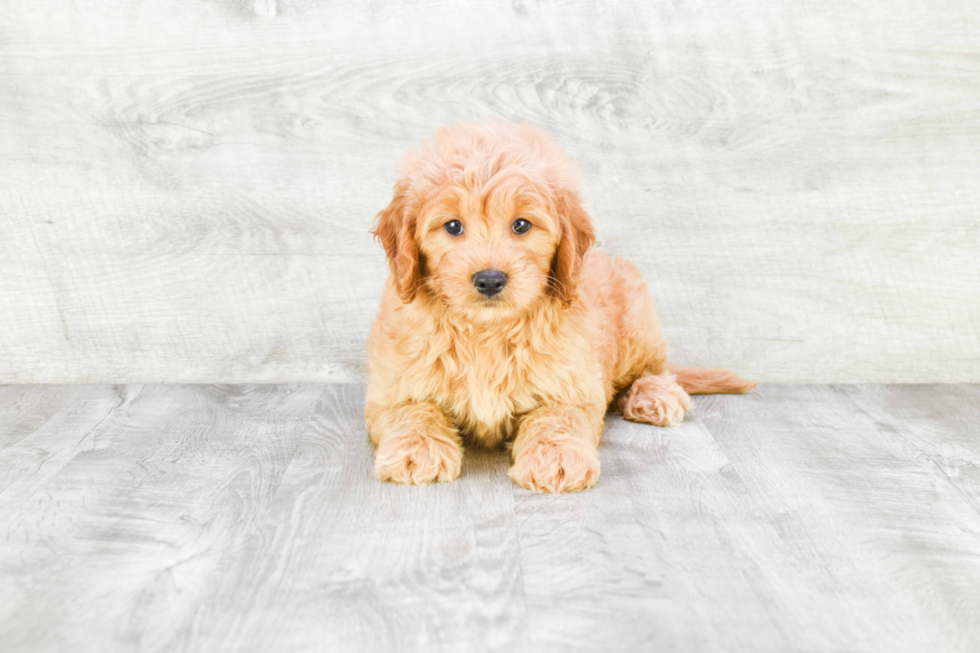 Mini Goldendoodle Pup Being Cute