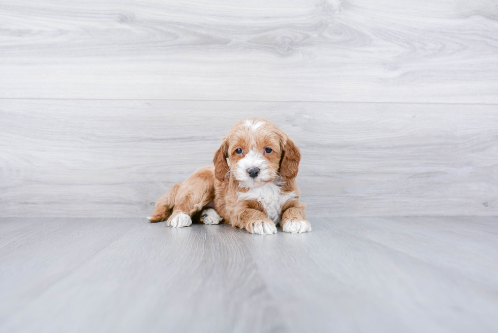 Little Golden Retriever Poodle Mix Puppy