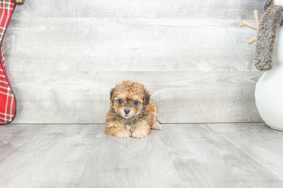 Smart Havanese Purebred Puppy