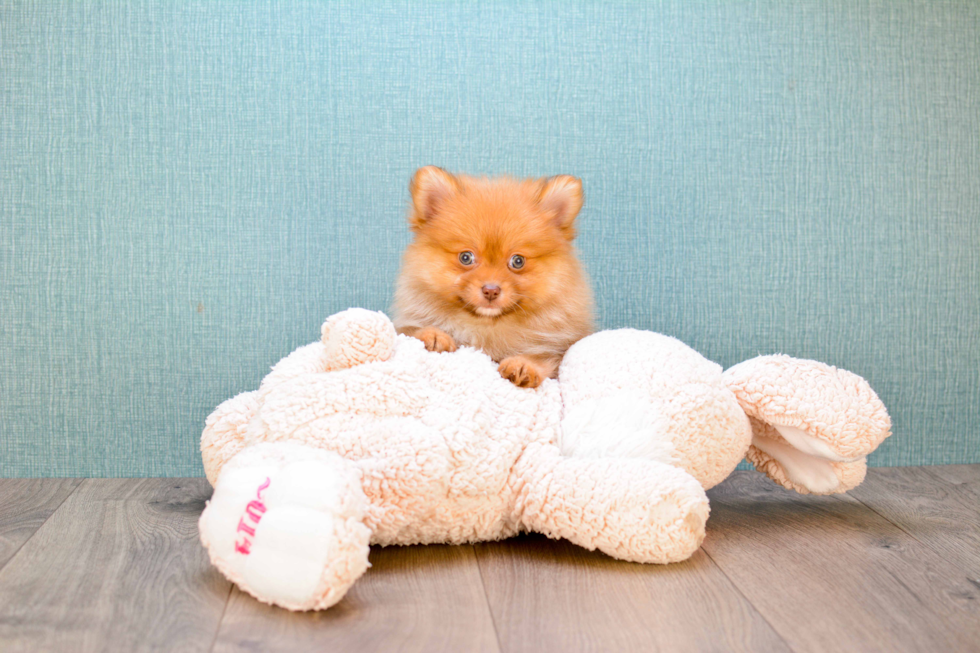 Playful Pomeranian Purebred Pup