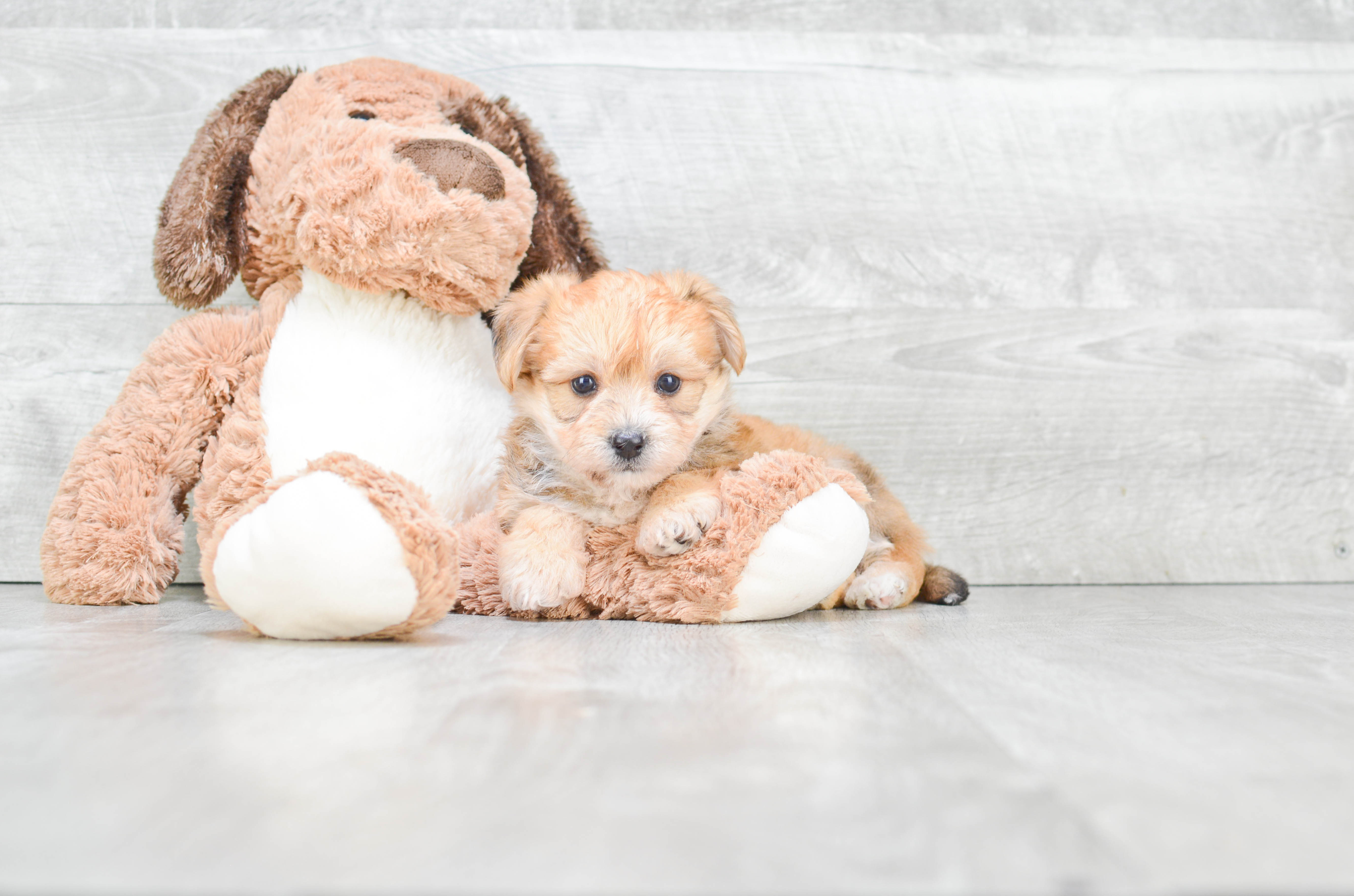 Morkie Puppy for Adoption