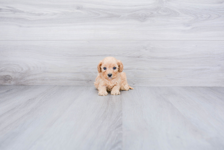 Cavapoo Puppy for Adoption