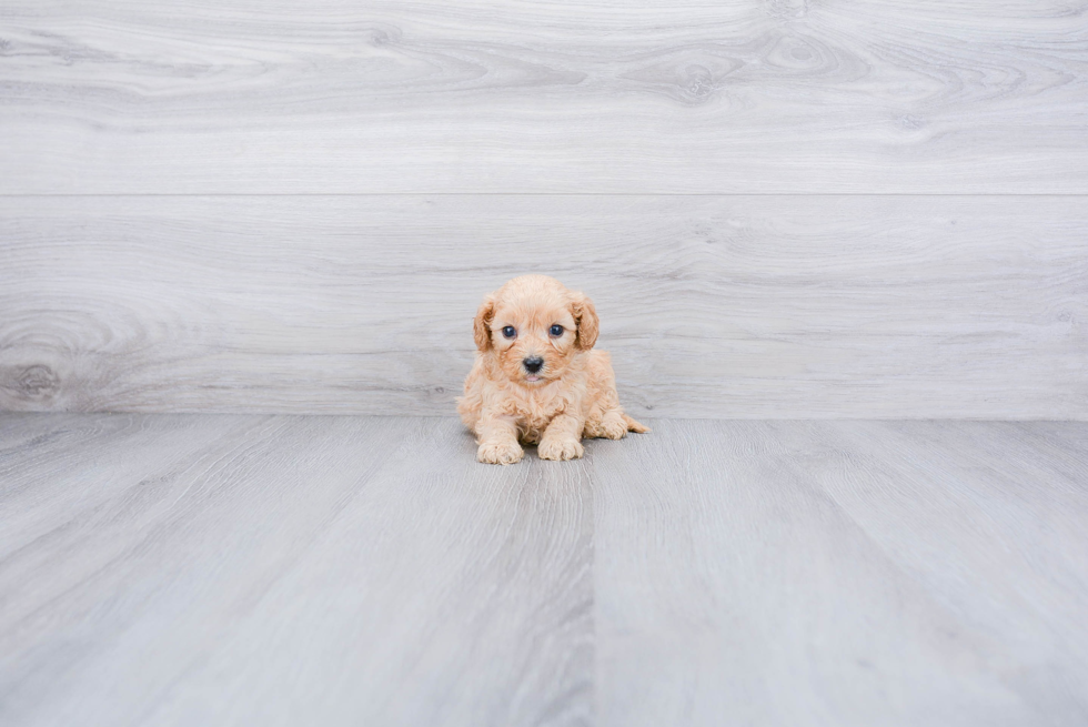 Cavapoo Puppy for Adoption