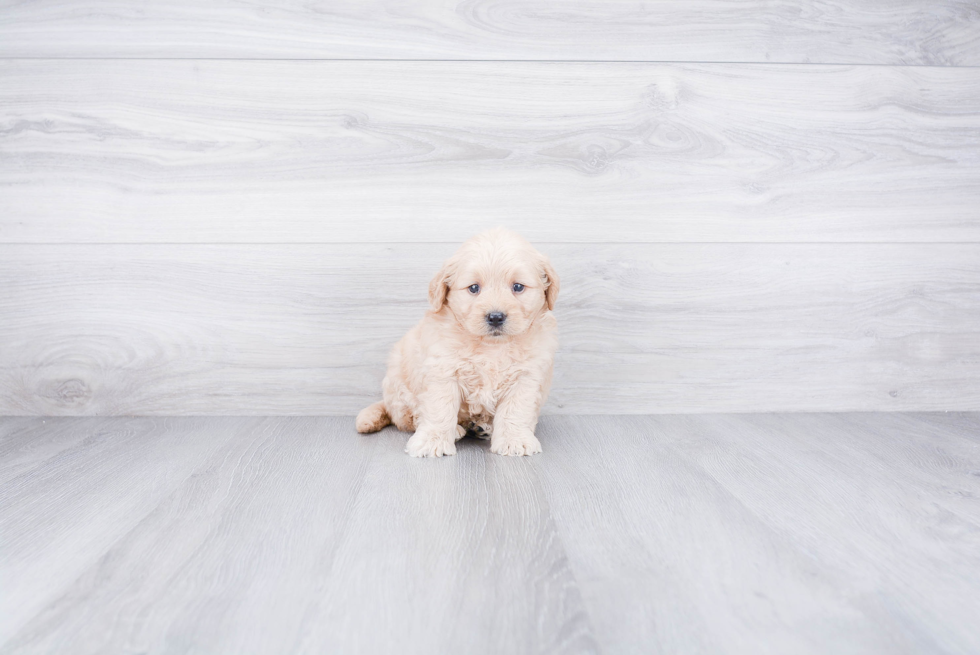 Best Mini Goldendoodle Baby