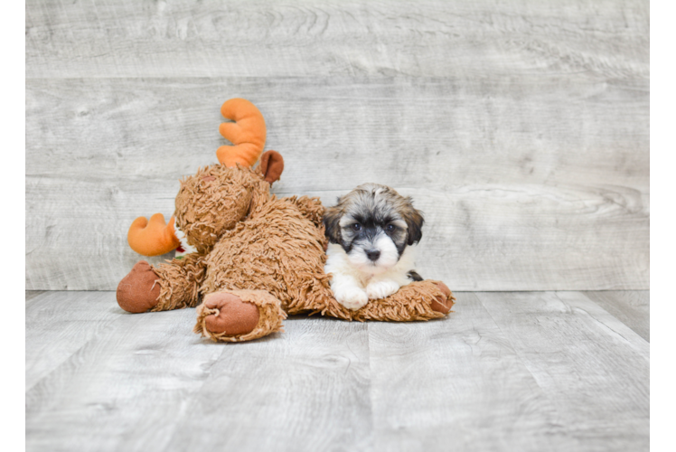 Energetic Havanese Purebred Puppy